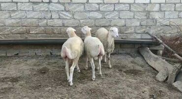 İtlər: 25 baş kök erkək quzu istəyən əlaqə saxlasın