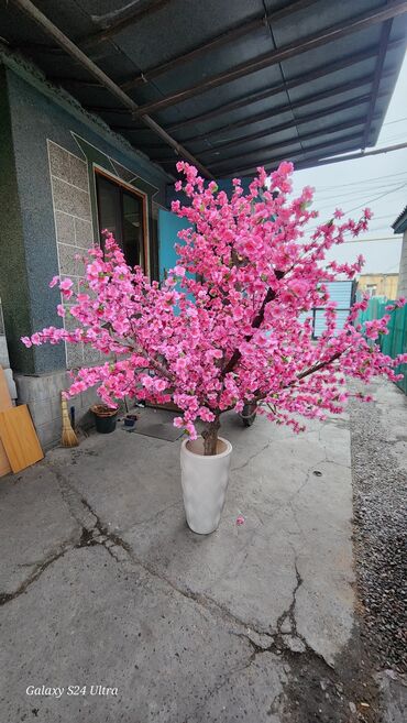 Декоративные цветы: Сакура искусственное дерево высота 2 м ширина 2 м цена от 1000 сом at lalafo.kg — 5 Декоративные цветы: Сакура искусственное дерево высота 2 м ширина 2 м цена от 1000 сом — 5