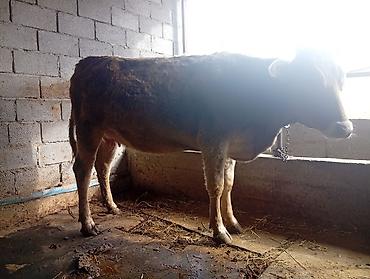 Коровы, быки: Продаю | Корова (самка) | Полукровка | Для молока | Привязанные — 11