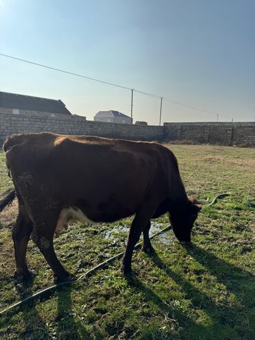 i̇nəklər: 3 ayliq buzovu var, qarnında da balası varçox sakit heyvandi,15 l