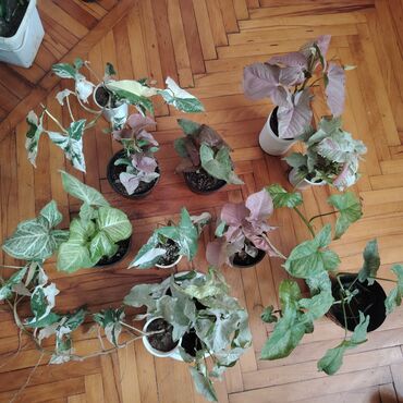drasena bitkisi: Syngonium kolleksiyası – müxtəlif sortlar Məhsul təsviri: - 10+ ədəd