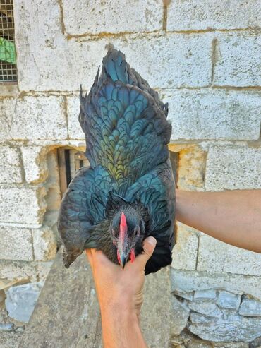toyuq yuvası: Toyuq, Australorp, Damazlıq