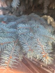 декоративная дерево: Ель колючая (голубая ель, Picea pungens). Декоративное вечнозелёное