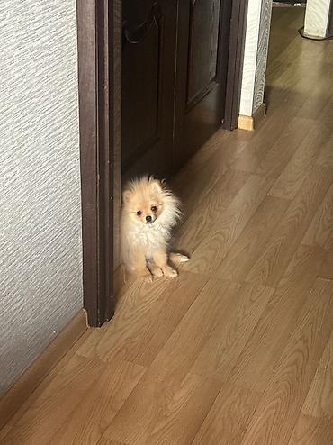 Продажа собак: Шпиц, 7 месяцев, Самка, С прививкой — 19