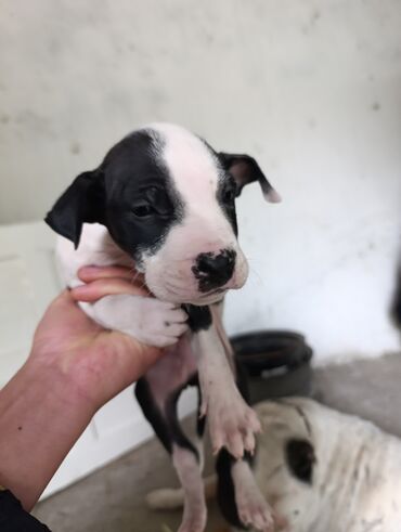 Собаки: Продаю щенков питбули кубинцы прошу 5т