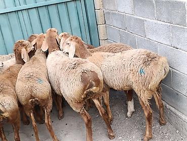 ак коён: Сатам | Козу | Арашан | Көбөйтүү үчүн | Токту — 1