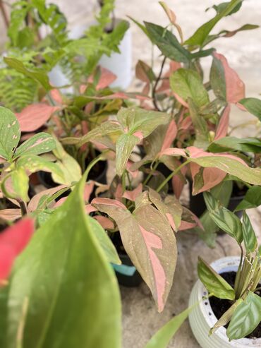 Другие услуги: Продаю цветы😍 Очень много разных 🪴🎋🍃🌱 Антуриумы Спатифиллум Алоказия — 14