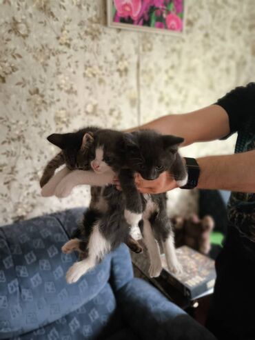 1 мальчик 2 котенка: Кошка даром: Беспородная, 2 месяца, Мальчик, Приучена к лотку, Проглистована