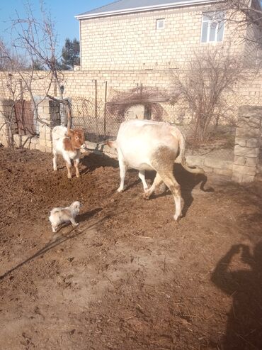 Inəklər, öküzlər: Simental tipli inəklər və buzağı - salam aleykum qirmizi inek 20 — 4