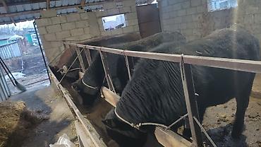 Коровы, быки: Продаю | Бык (самец) | На откорм | Привязанные — 12