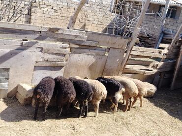 qurbanliq quzu: Quzu, Erkək, ay: 1, 29 kq, Ətlik, Ünvandan götürmə