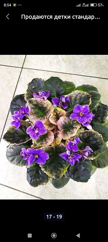 фиалки мини: 🌱🌺🌱 Продаю сортовые ДЕТКИ,СТАРТЕРЫ стандартных, трейлерныхмини и — 5