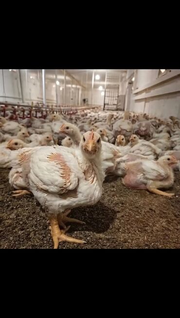 cücə yem qabı: Broiler toyuq satisi kəsilmiş 4.4 diri 3.3