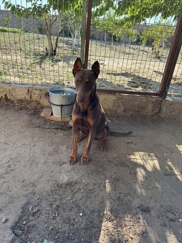 İtlər: Doberman, 1 il, Erkek, Peyvəndli, Ünvandan götürmə