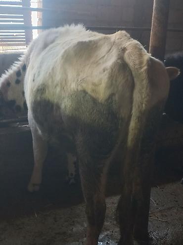 Коровы, быки: Продаю | Бык (самец) | На откорм | Привязанные — 1