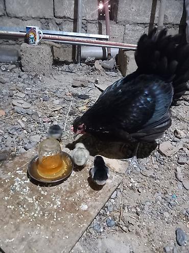 avstrolop cuceleri: Toyuq, Australorp, Damazlıq, Ünvandan götürmə — 3