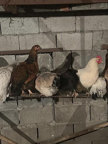 Куры, петухи: Продаю | Куры, Петух | Домашняя | На забой, Для разведения, Несушки — 15