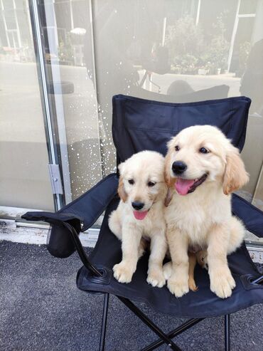sort it: Labrador-retriver, 2 ay, Erkek