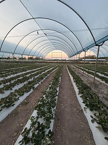 Теплица, 210 соток, Действующий, С оборудованием, Холодная вода