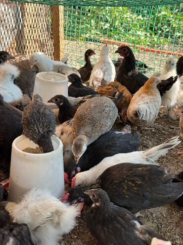 куры легорны: 🐣Продаю декоративные карликовые породы кур и петухов! Отличные