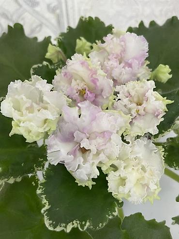 Фиалки и глоксинии: Фиалочки!!! Продам: 1. Укорененные черенки стандартных сортовых — 24