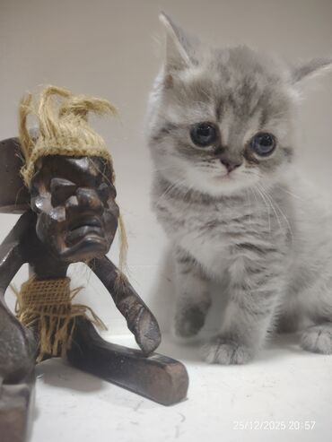 Pişiklər: Erkək, Dişi — 3