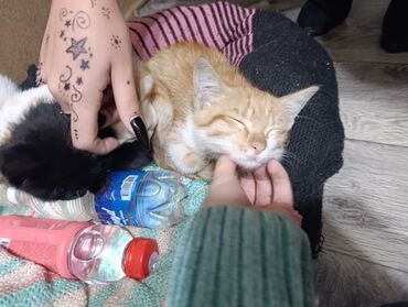 товары для кошек: Котята — домашние любимцы Описание: отдаю котят бесплатно в добрые