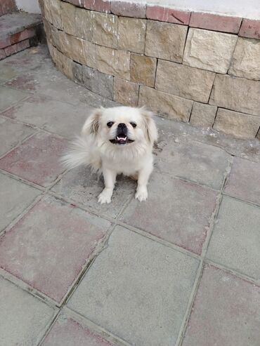 ineklerin qiymeti: Pekines dişi it satıram. Qiymət 300 Ünvan Lənkəran rayonu Qurumba