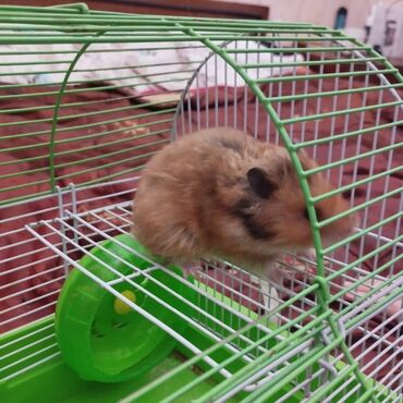 Gəmiricilər: Salam. Disi xomyak satilir. Qefesle birge. Qefesde gorduyunuz her sey -da lalafo.az — 2 Gəmiricilər: Salam. Disi xomyak satilir. Qefesle birge. Qefesde gorduyunuz her sey — 2