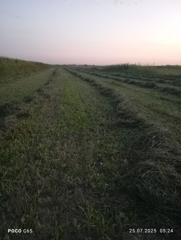 лупарик 210 цена бишкек: Тюк клевер с поля 230 сом, второй укос 25.07.2025 год срочно