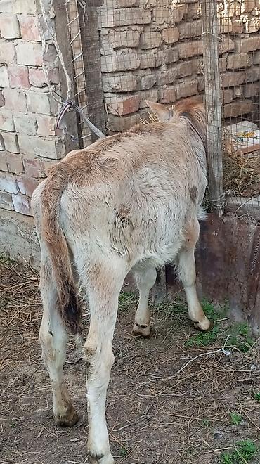 Коровы, быки: Продаю | Бык (самец), Тёлка — 1