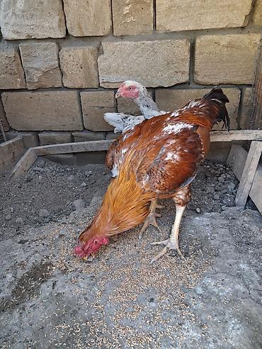 xoruz heyratı: Salam xoruz tek satilir sonu 60azn qani Turk Patel real alicilar — 6