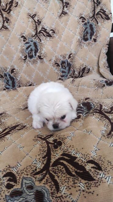 İtlər: Pekines, 2 ay, Dişi, Peyvəndli, Pulsuz çatdırılma