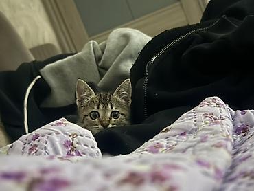 Продажа кошек: Котёнок тигрового окраса - Милый короткошёрстный котёнок с чётким — 1