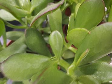 Ostale kućne biljke: Yucca, Drvo Života 70 centimetara visina sa prve i druge slike je — 5