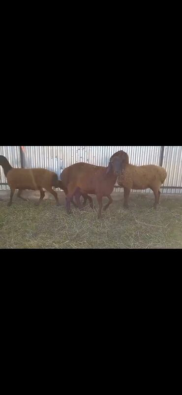 Qoyunlar, qoçlar: Qarabaş/Karakul tipli qoyunlar və quzular - Rəng: tünd qara və — 10