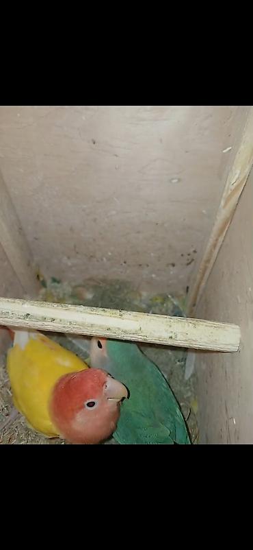Digər quş: Məhsul: Cüt sevda quşları (lovebird) Təsvir: - Bir-birinə uyğun cüt — 5