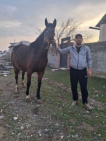 Лошади, кони: Продаю | Кобыла (самка) | Английская | Конный спорт | Племенные — 10