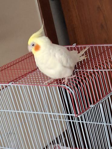 qaşqaldağ quşu: 2 eded Korella satilir sağlam heyvanlardi Real alicilar narahat etsin — 4