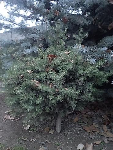 хвойные растения: Ель выс 70 см — 1