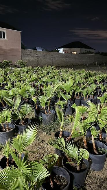 xurma palması: Traxikarpus (Trachycarpus fortunei) xurma palmaları – qara plastik — 4