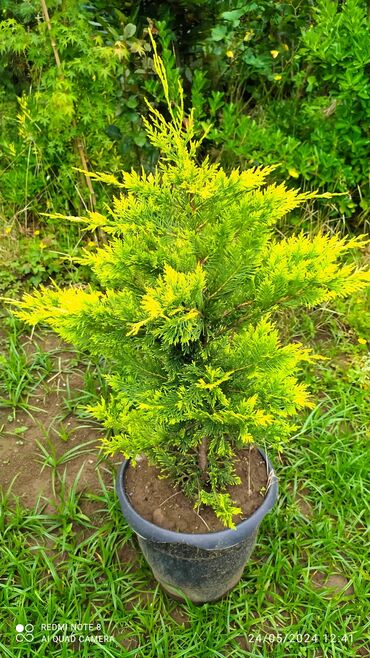 kala bitkisi: Leylandira gold sifariş üçün əlaqə saxlaya bilərsiz whatsapp aktivdir