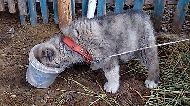 Продажа собак: Алабай, 1 месяц, Самец — 9