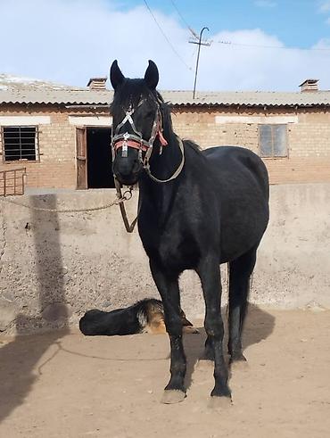 Лошади, кони: Продаю | Жеребец | Для разведения | Осеменитель — 2