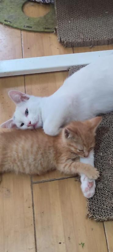 отдам котят: Черно-белые котята-близнецы с выразительными глазками и контрастной — 4