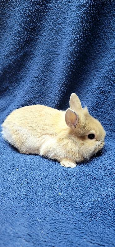 Декоративные кролики: Продаются декоративные крольчата, милые малыши с очень красивыми — 9