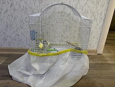 pekines ağ: Növ: Nimfa (Cockatiel) tutuquşusu Razilaşmayla Qefes quş bir yerde — 4
