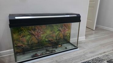 аквариум ош: Аквариум 80/50 +в подарок подсветка и терморегулятор