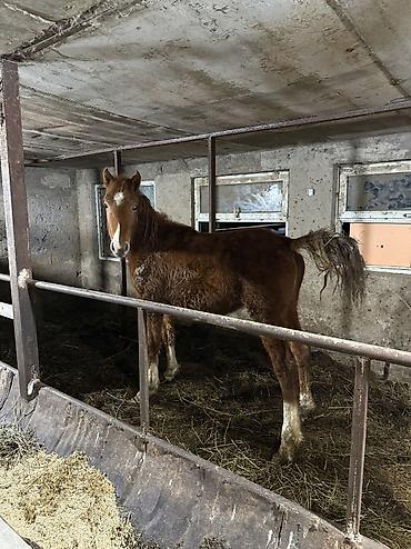 Лошади, кони: Продаю | Жеребенок | На забой — 1