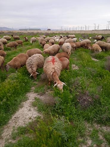 Qoyunlar, qoçlar: Dişi, il: 1, Damazlıq, Ünvandan götürmə — 4